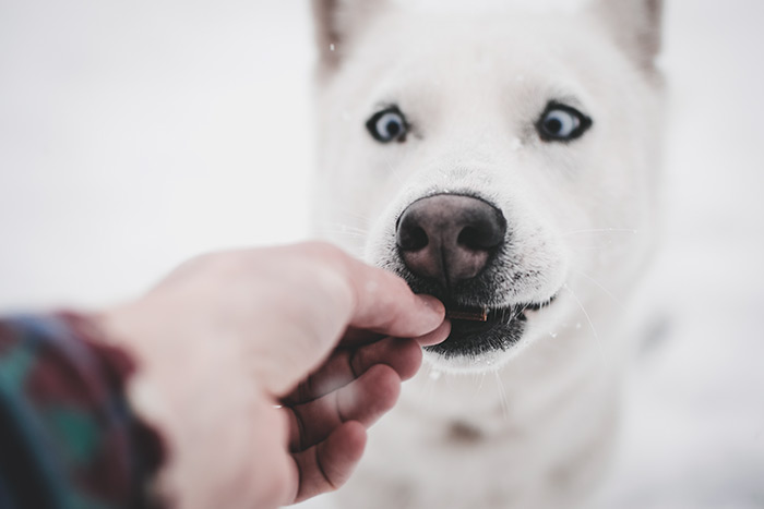 Human Foods That You Can And Cannot Feed To Your Dog