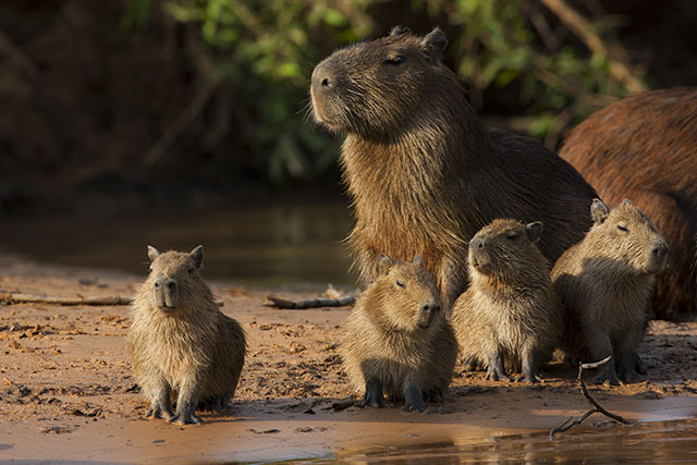 Where Can I See A Capybara