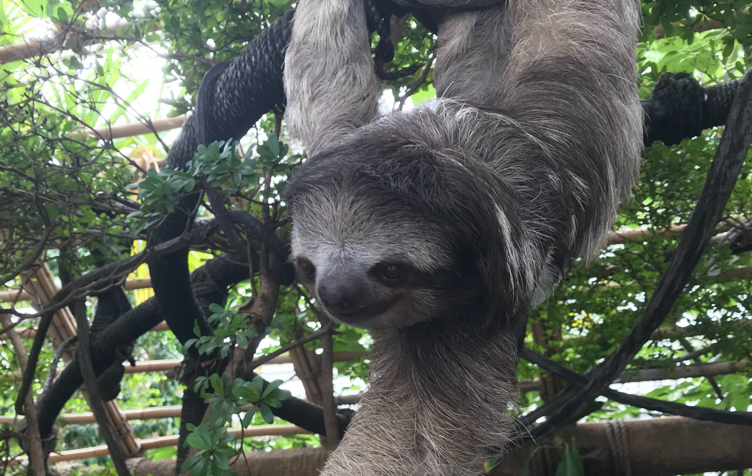 Do Sloths Bite?