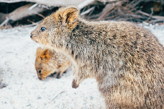 Best Place To See A Quokka