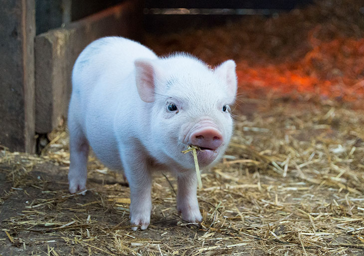 teacup piglet full size