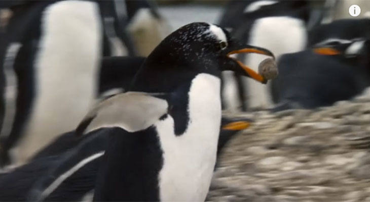 penguin pebble proposal