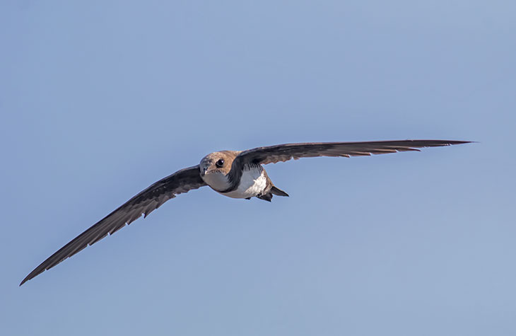 Bird Can Fly For 10 Months Straight Without Landing