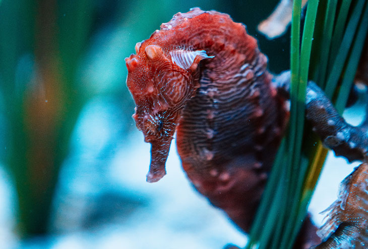 Seahorses Are The Only Male Animal That Gets Pregnant And Gives Birth