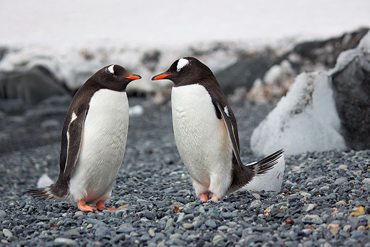 Penguins Propose With A Pebble