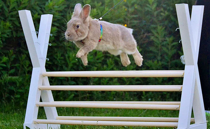 Rabbit Show Jumping