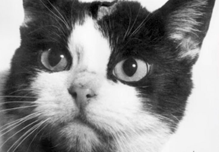 The Story Of Félicette: The First And Only Cat To Travel To Space