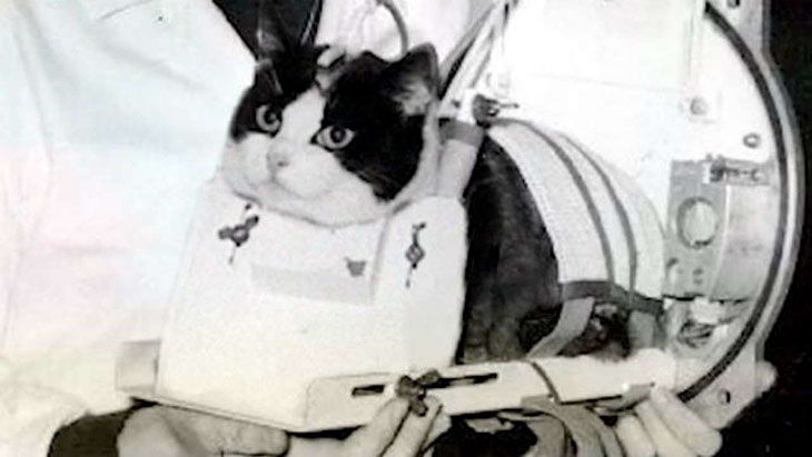 Félicette first cat in space