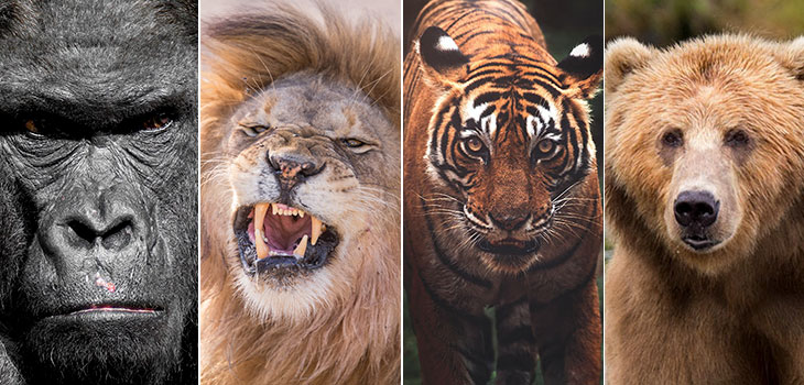 Lion Vs Tiger Vs Bear