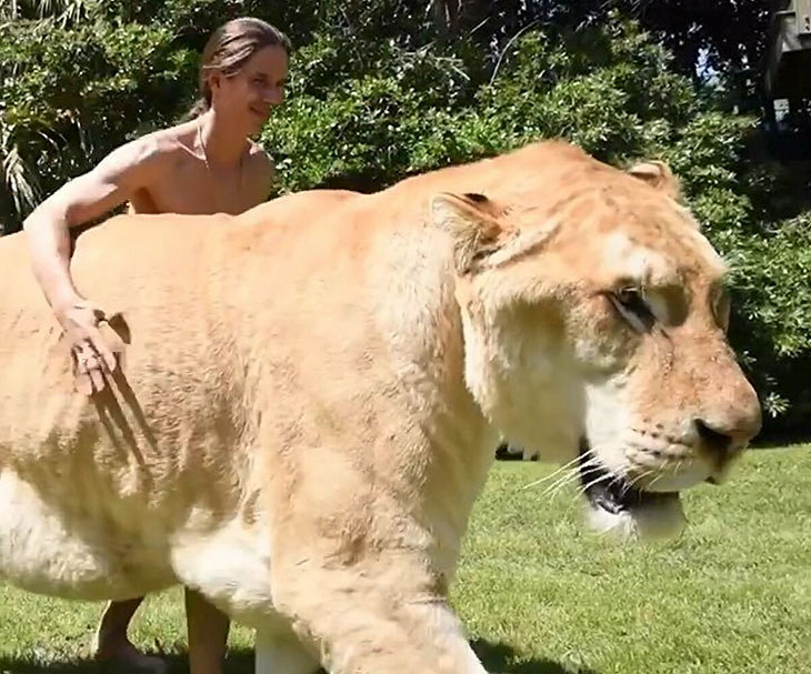 Full Grown Liger