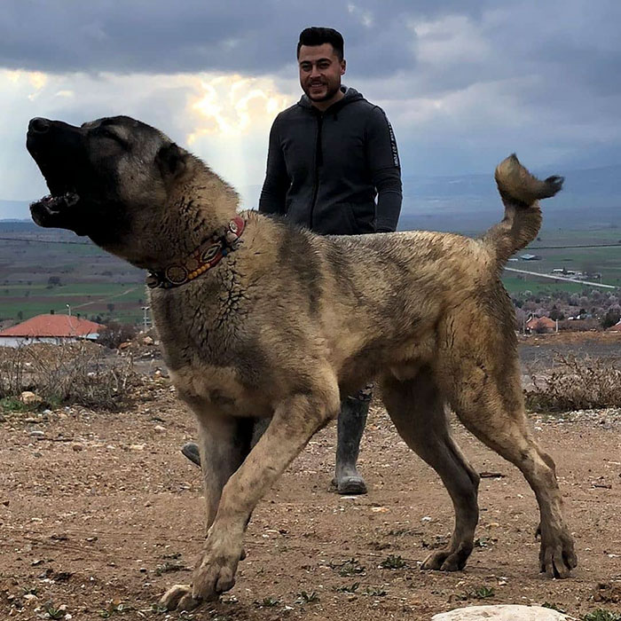 are kangal shepherd dog aggressive