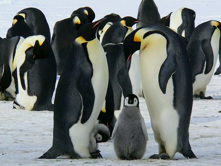 penguin parenting