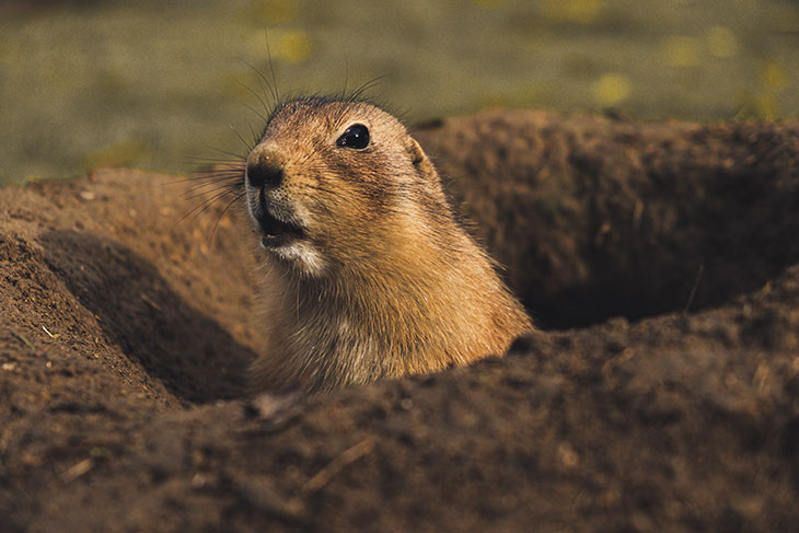Facts About Prairie Dogs