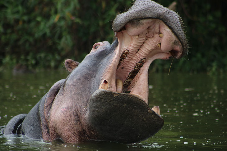 Why Are Hippos So Aggressive?