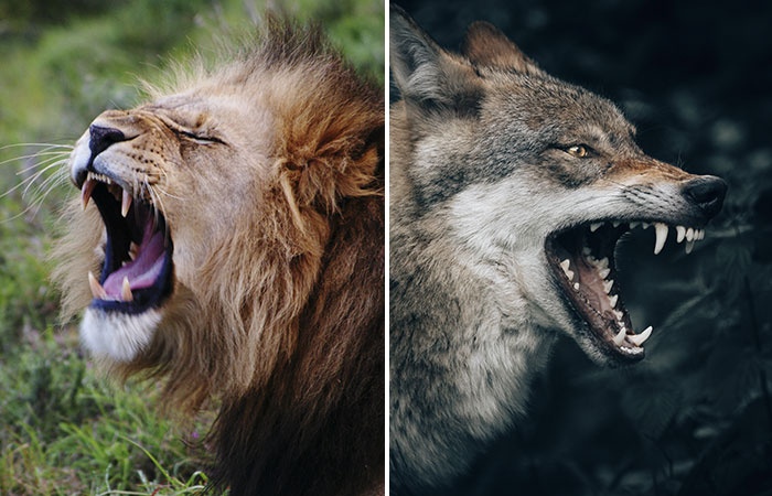 Lion vs Wolf: Who Would Win In A Fight? - Ned Hardy