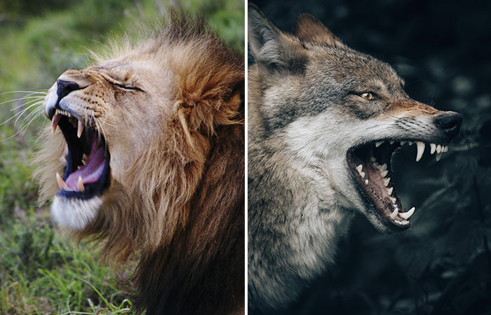 dire wolf size compared to lion