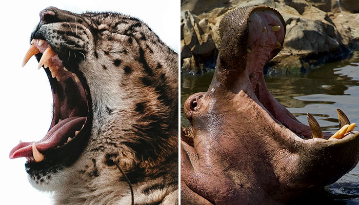 which animal has the strongest bite