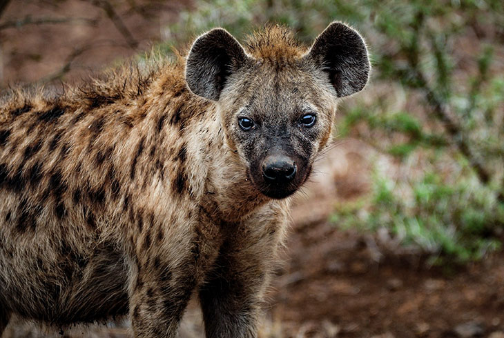 are hyenas canines