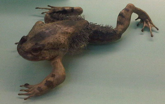 hairy frog