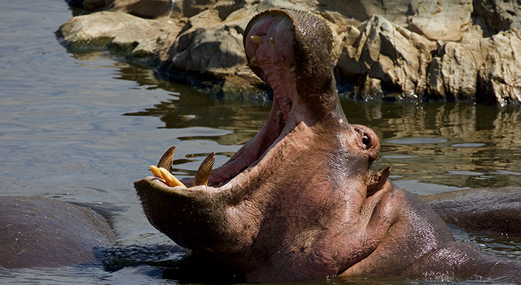 hippo bite force