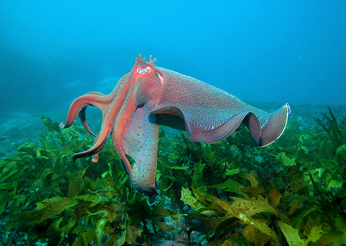 how do cuttlefish catch their prey