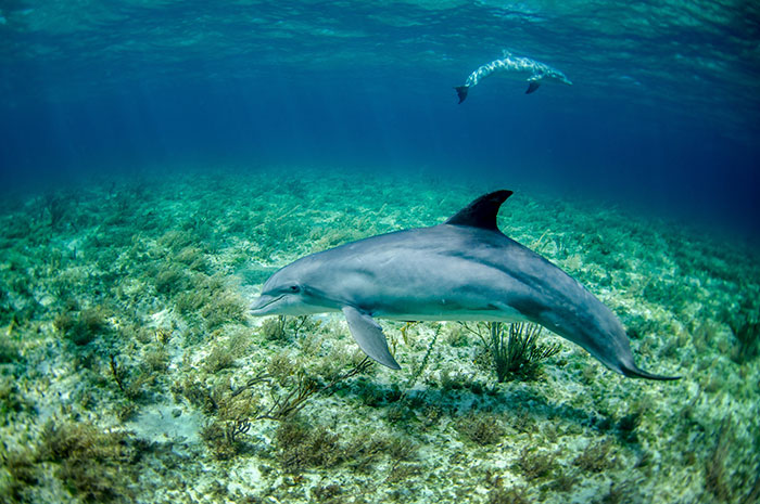 cómo se defienden los delfines