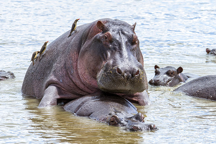 how do hippos mate