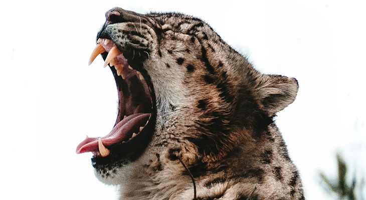 jaguar bite force