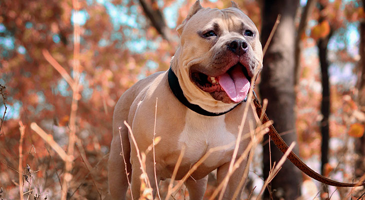  pitbull fuerza de mordida