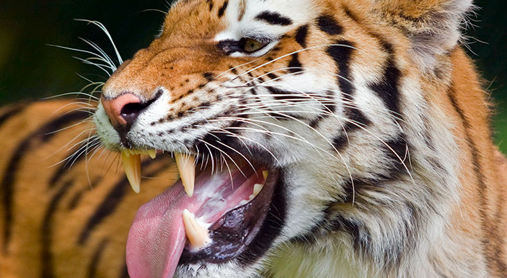 tiger bite force