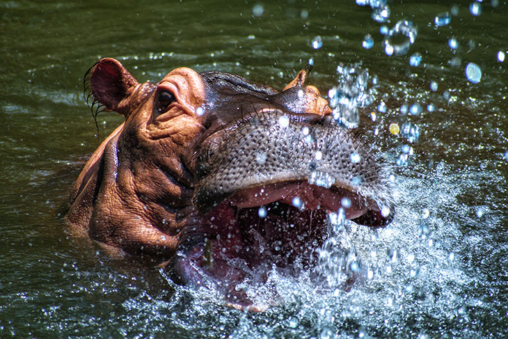 Which Animals Could Beat a Hippo in a Fight