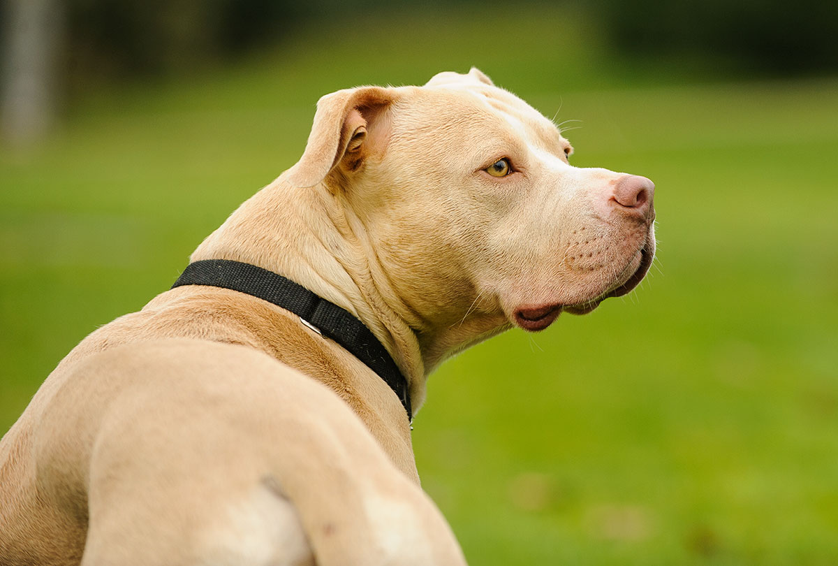 Why You Shouldn T Take Your Pit Bull To The Dog Park Ned Hardy