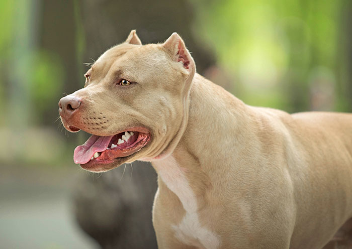 Is It Cruel To Crop Your Pitbull's Ear?