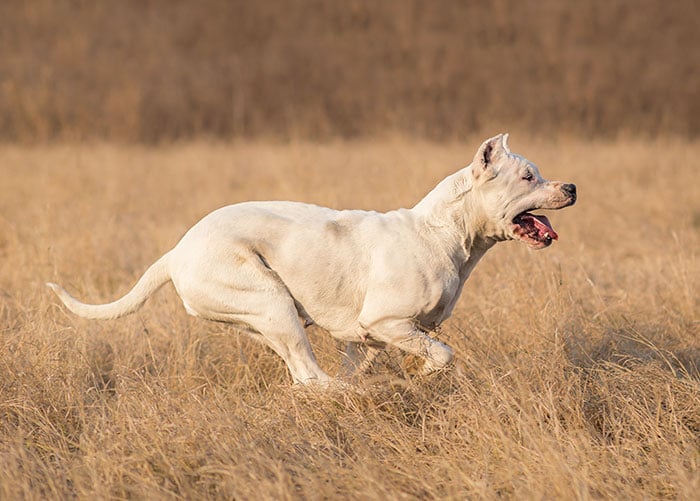 are dogo argentino dogs aggressive or dangerous