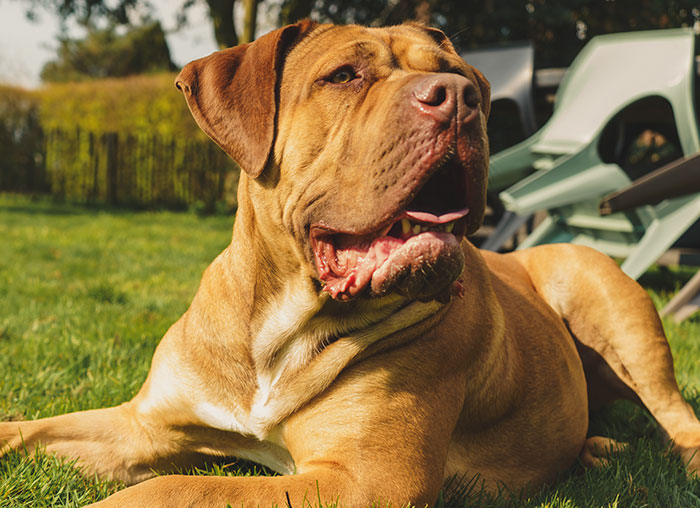 at what age is a boerboel full grown