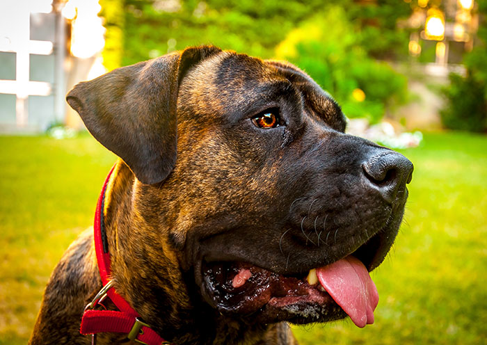 are presa canario dangerous dogs