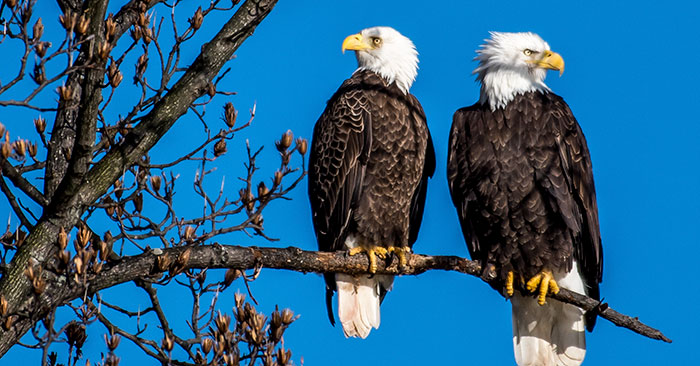 Why Bald Eagles Are Some Of The Most Romantic And Monogamous Animals - Ned  Hardy