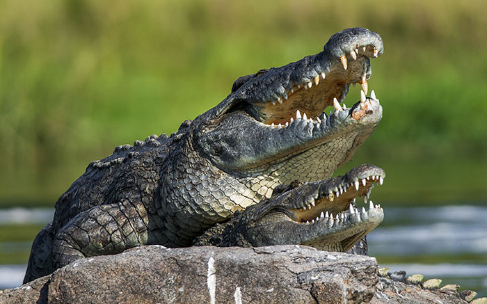 how do crocodiles mate