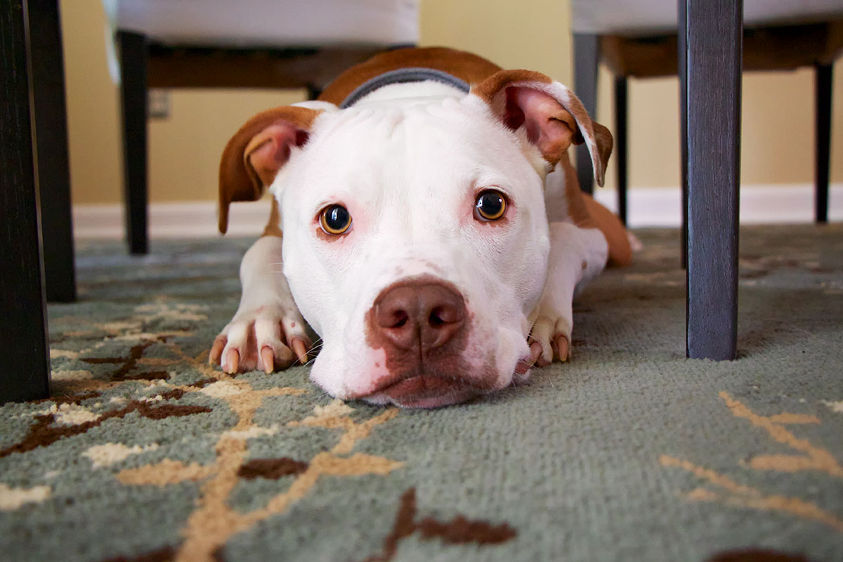 How To Discipline a Pit Bull