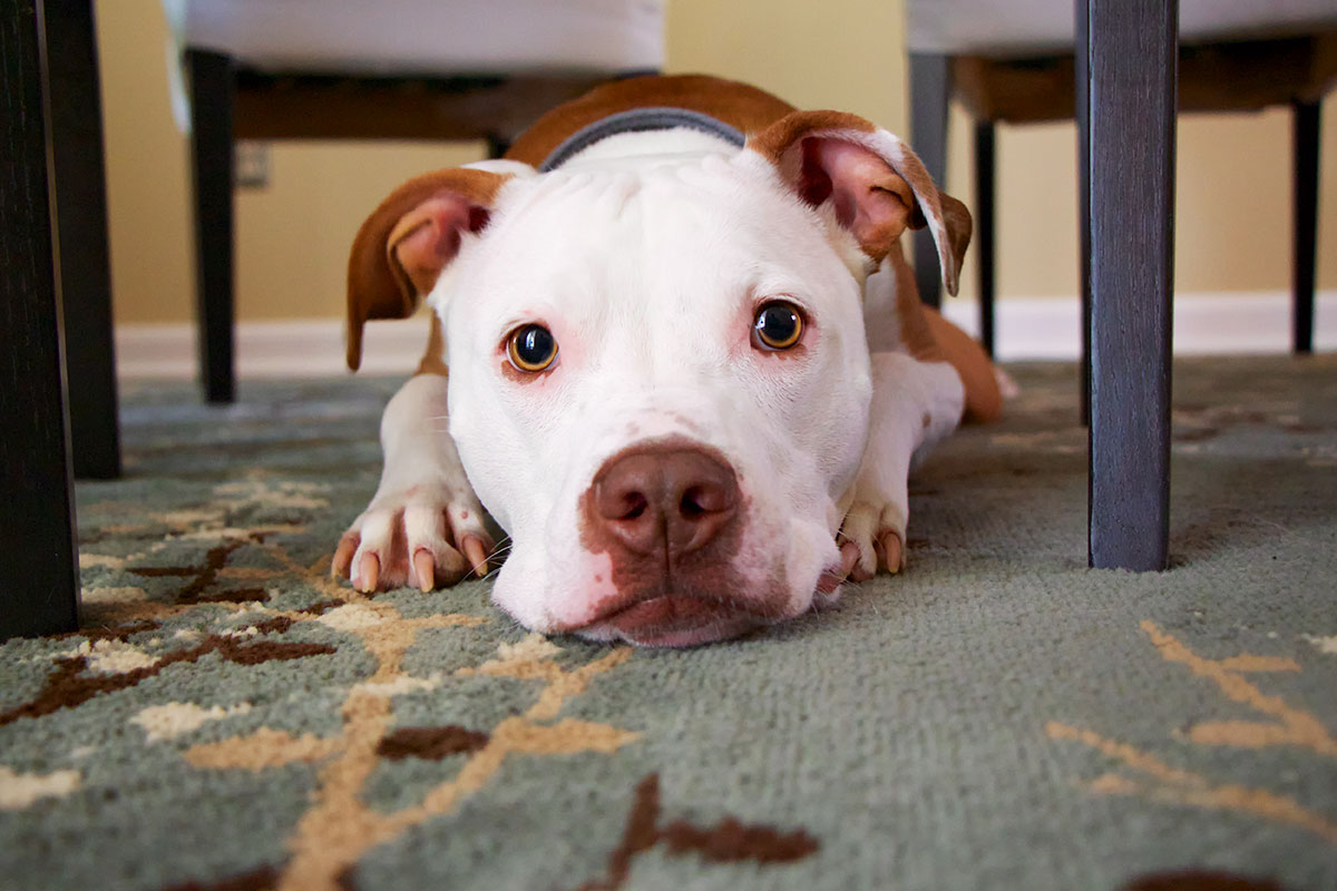 are pitbulls protective of children