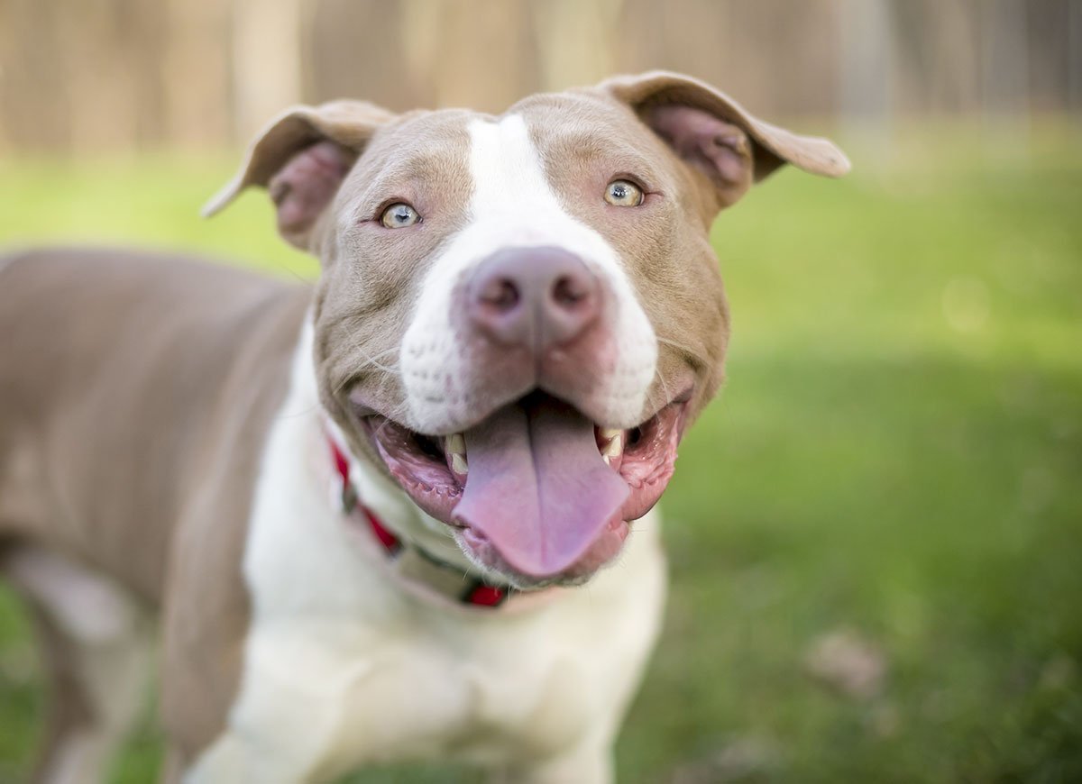 pit bull first time dog owner