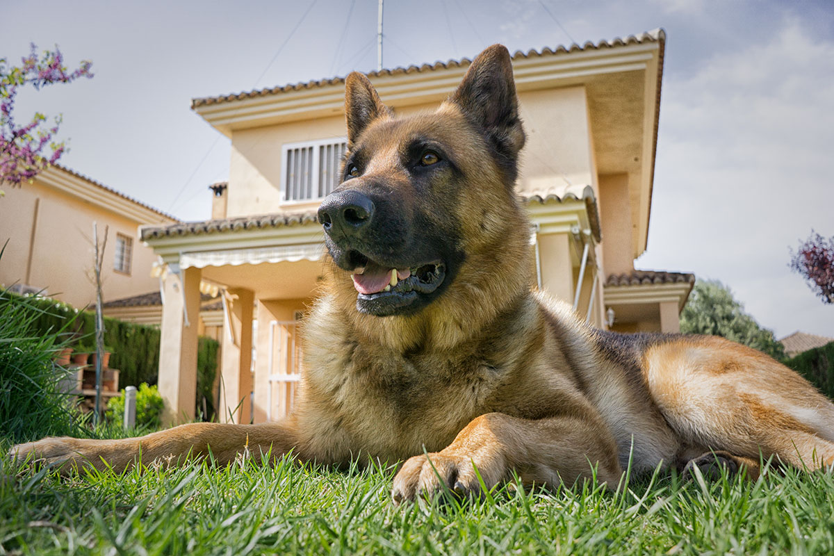 Dogs As Security - Everything You Wanted To Know