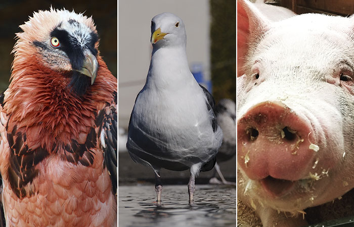 Fascinating Animal Facts of the Week
