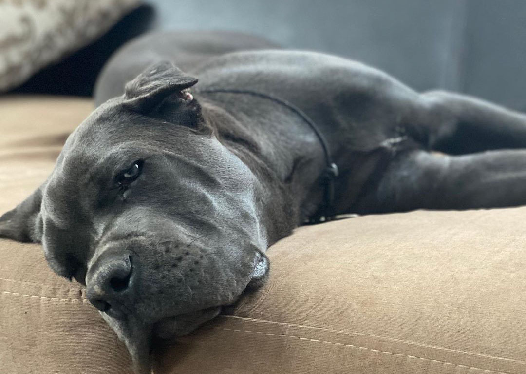 how long it take for a female cane corso to mature