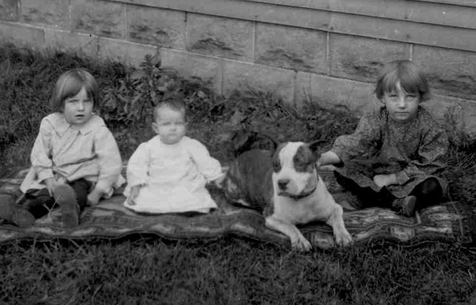 pitbull nanny dogs