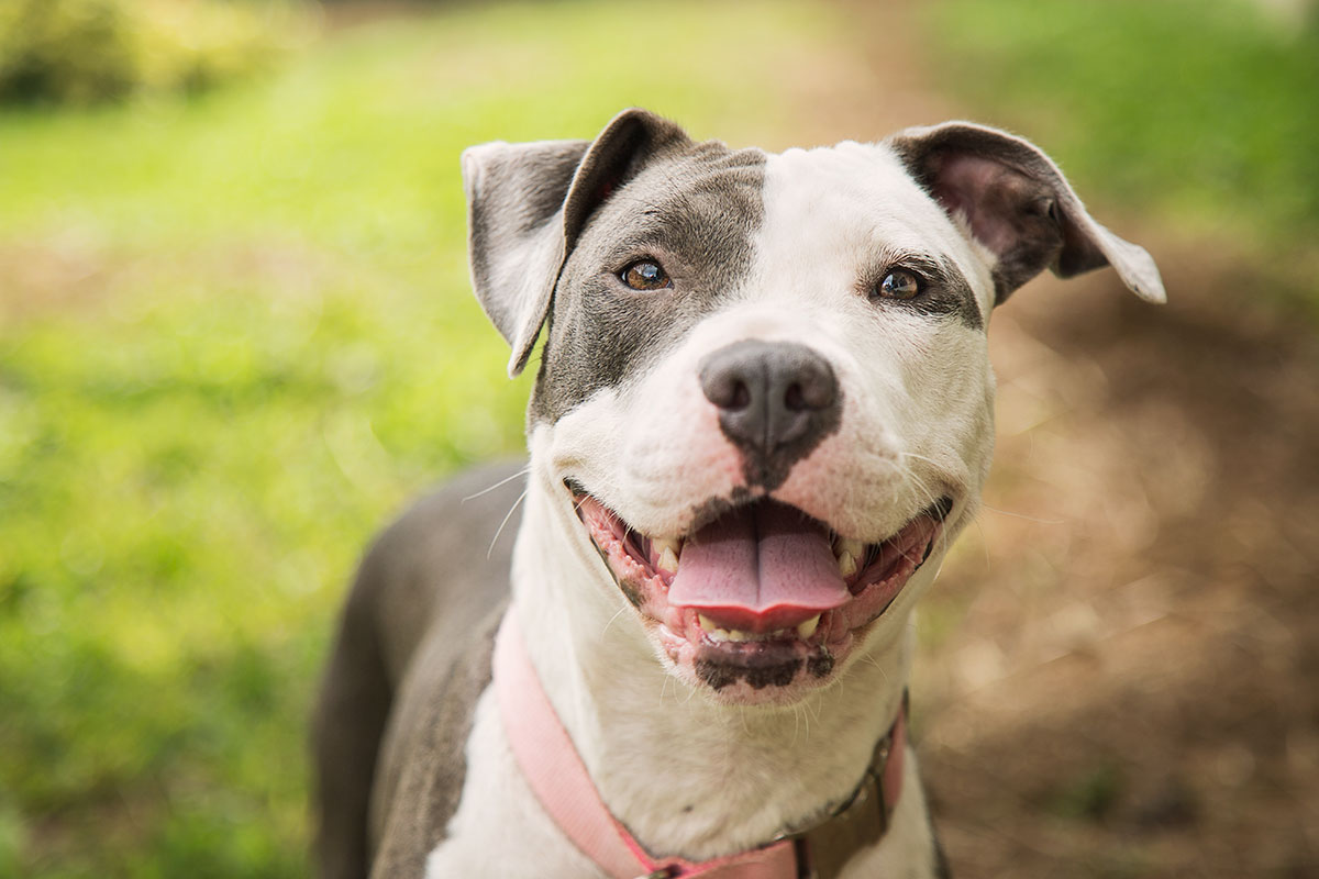 19 Pit Bull Owners Reveal Things They Wish Non-Pit Bull Owners Would Understand