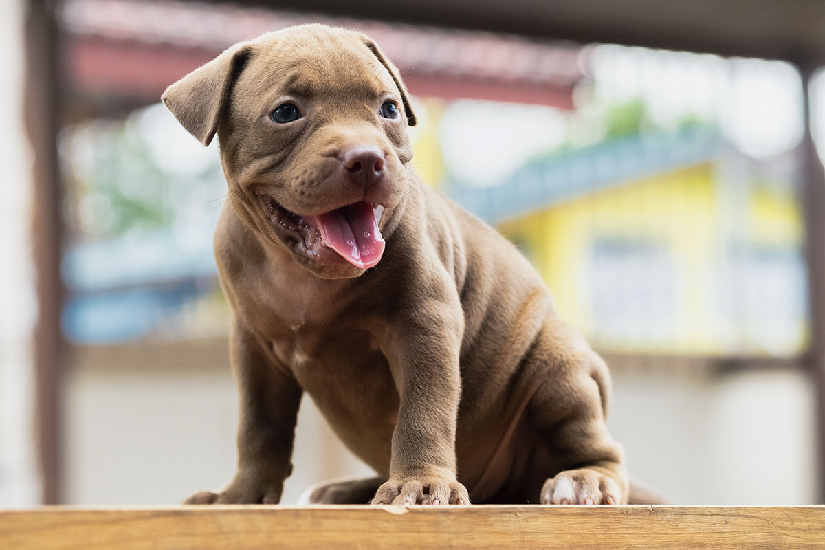 How to Stop A Pitbull Puppy From Biting