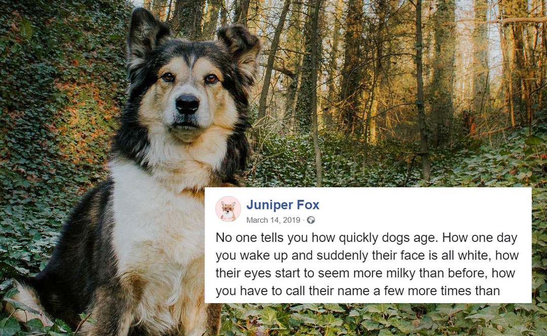 Woman's Heartfelt Facebook Post About How Quickly Dogs Age Reminds People To Cherish Every Moment With Them
