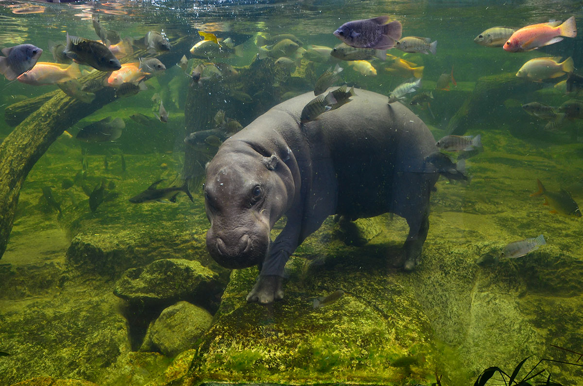 why hippos cant swims