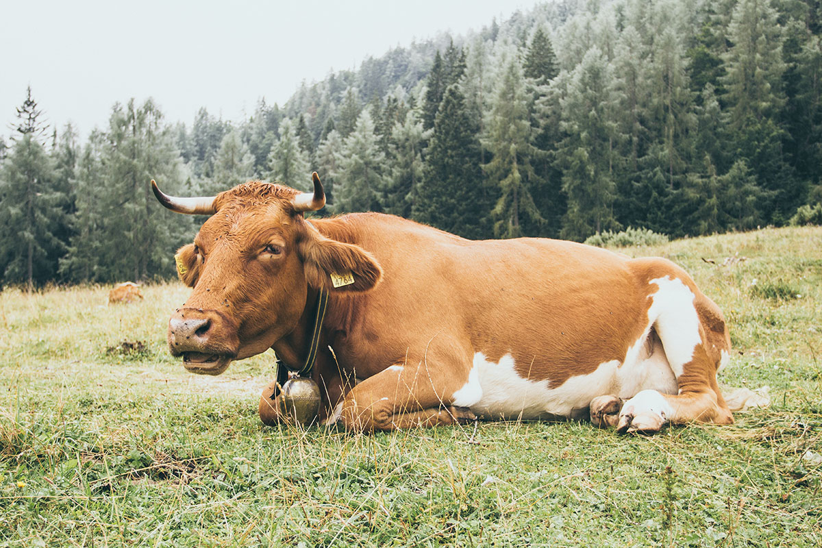 Everything You Know About Cow Tipping Is FALSE!